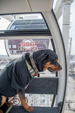 Dogs Get to Ride the St. Louis Wheel For Free This Wednesday&nbsp;